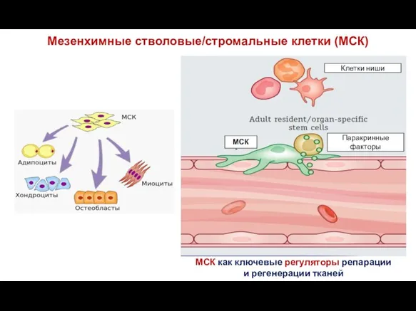 Мезенхимные стволовые/стромальные клетки (МСК) МСК как ключевые регуляторы репарации и регенерации тканей