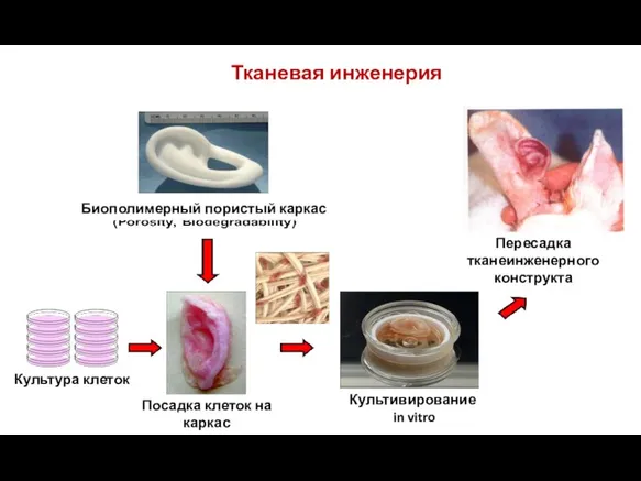 Тканевая инженерия Биополимерный пористый каркас Культура клеток Посадка клеток на каркас Культивирование