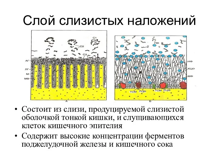 Слой слизистых наложений Состоит из слизи, продуцируемой слизистой оболочкой тонкой кишки, и