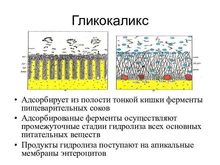 Гликокаликс Адсорбирует из полости тонкой кишки ферменты пищеварительных соков Адсорбированые ферменты осуществляют