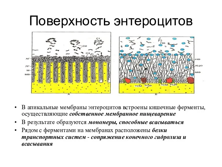 Поверхность энтероцитов В апикальные мембраны энтероцитов встроены кишечные ферменты, осуществляющие собственное мембранное