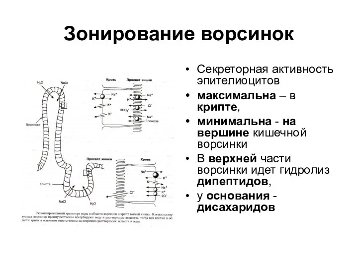 Зонирование ворсинок Секреторная активность эпителиоцитов максимальна – в крипте, минимальна - на