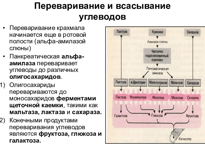 Переваривание и всасывание углеводов Переваривание крахмала начинается еще в ротовой полости (альфа-амилазой