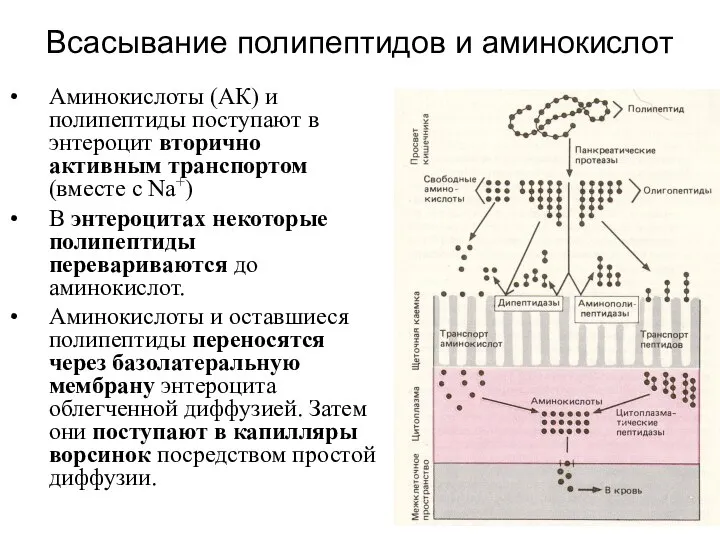 Всасывание полипептидов и аминокислот Аминокислоты (АК) и полипептиды поступают в энтероцит вторично