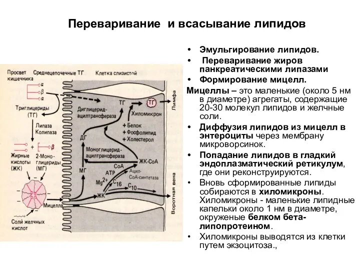 Переваривание и всасывание липидов Эмульгирование липидов. Переваривание жиров панкреатическими липазами Формирование мицелл.