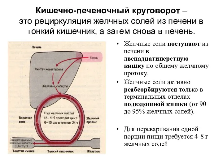 Кишечно-печеночный круговорот – это рециркуляция желчных солей из печени в тонкий кишечник,