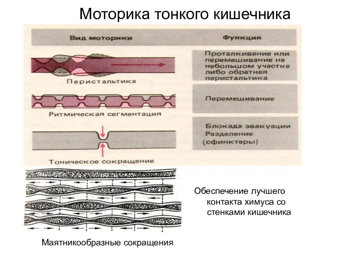 Моторика тонкого кишечника Обеспечение лучшего контакта химуса со стенками кишечника Маятникообразные сокращения