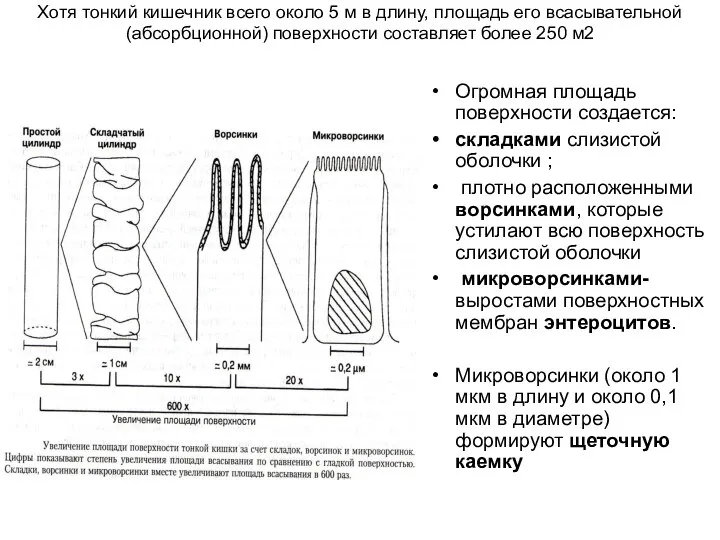 Хотя тонкий кишечник всего около 5 м в длину, площадь его всасывательной