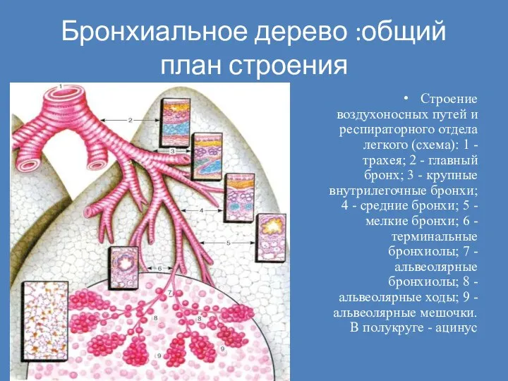 Бронхиальное дерево :общий план строения Строение воздухоносных путей и респираторного отдела легкого