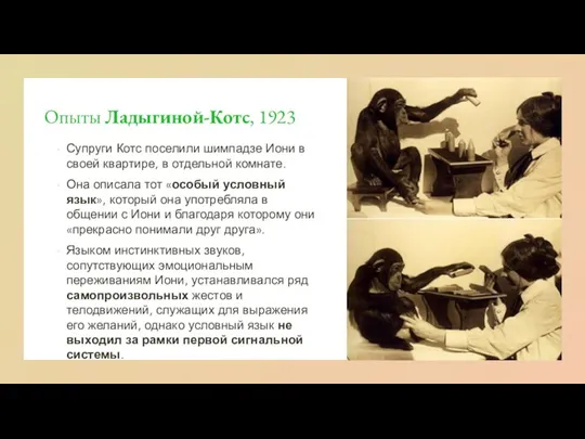Опыты Ладыгиной-Котс, 1923 Супруги Котс поселили шимпадзе Иони в своей квартире, в