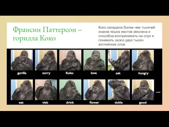 Франсин Паттерсон – горилла Коко Коко овладела более чем тысячей знаков языка