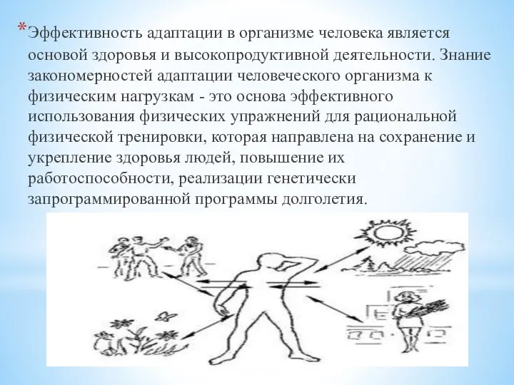 Эффективность адаптации в организме человека является основой здоровья и высокопродуктивной деятельности. Знание