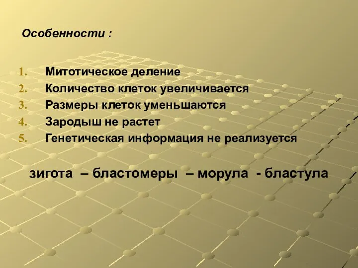 Особенности : Митотическое деление Количество клеток увеличивается Размеры клеток уменьшаются Зародыш не