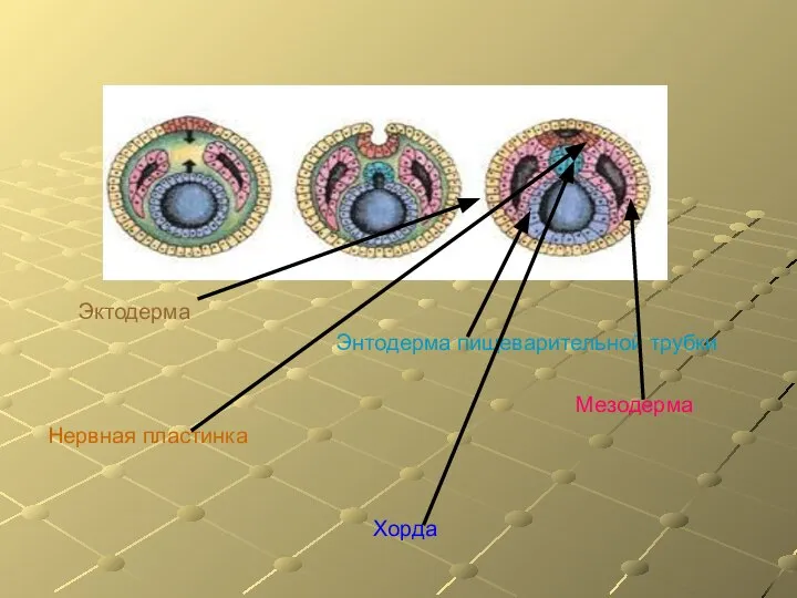 Эктодерма Энтодерма пищеварительной трубки Мезодерма Нервная пластинка Хорда