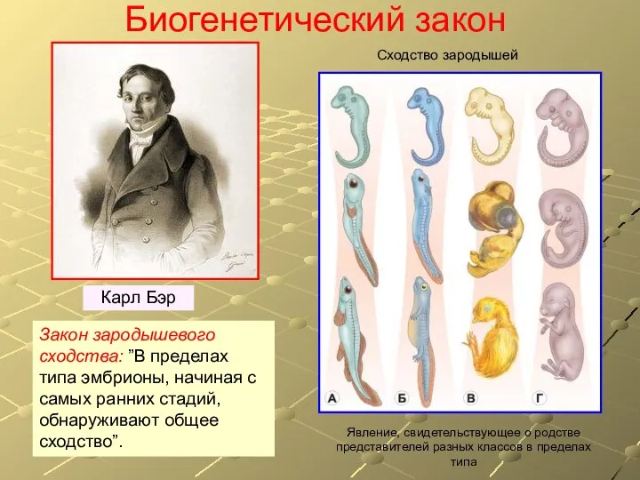 Биогенетический закон Карл Бэр Закон зародышевого сходства: ”В пределах типа эмбрионы, начиная
