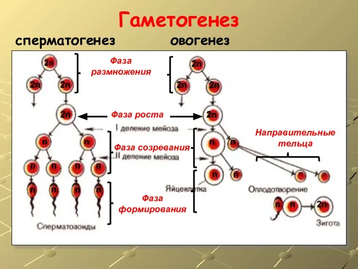 Гаметогенез сперматогенез овогенез Фаза размножения Фаза роста Фаза созревания Направительные тельца 2n