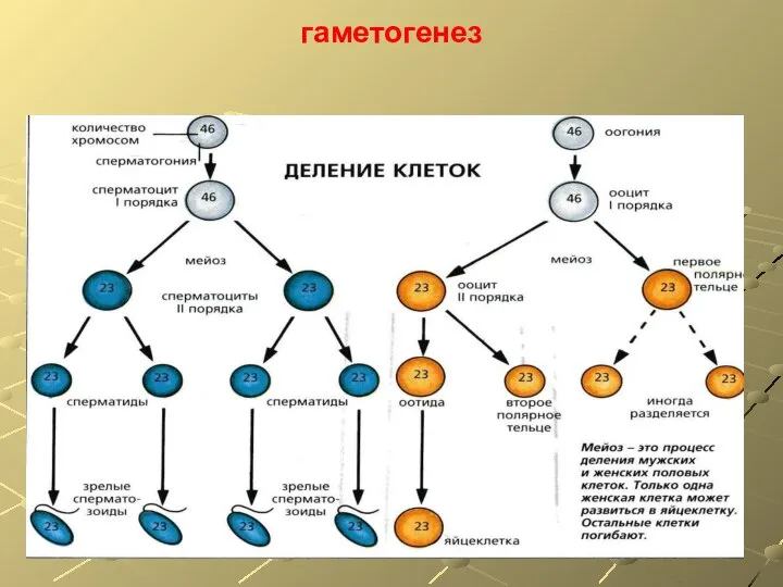 гаметогенез