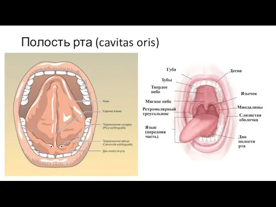 Полость рта (cavitas oris)
