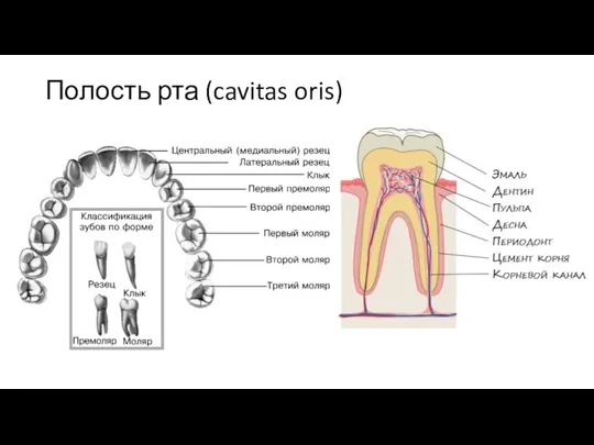 Полость рта (cavitas oris)