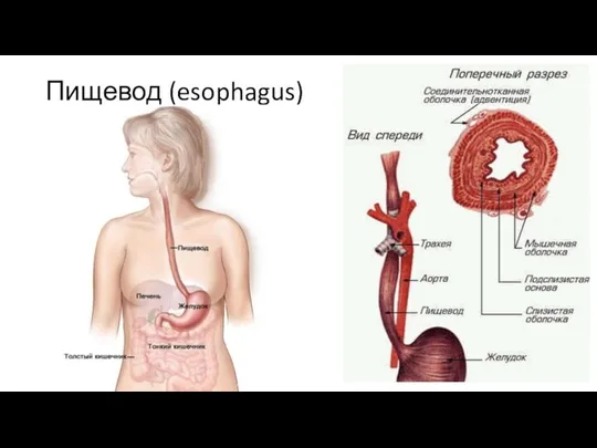 Пищевод (esophagus)