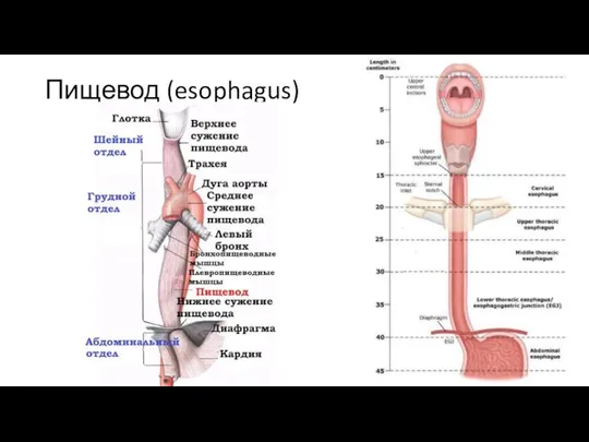 Пищевод (esophagus)