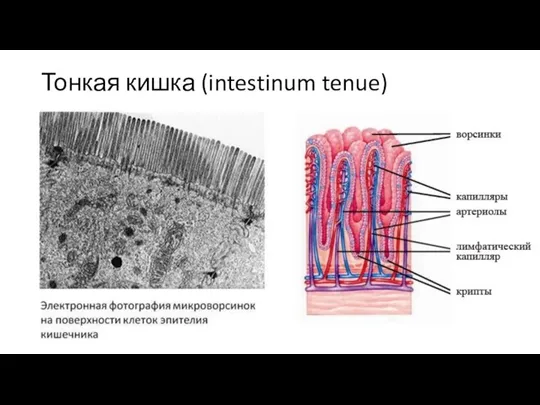 Тонкая кишка (intestinum tenue)