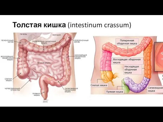Толстая кишка (intestinum crassum)