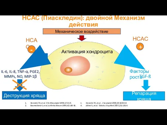 НСАС (Пиаскледин): двойной Механизм действия Механическое воздействие Активация хондроцита Факторы роста TGF-ß