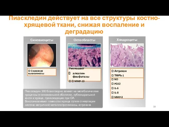 Пиаскледин действует на все структуры костно-хрящевой ткани, снижая воспаление и деградацию ?