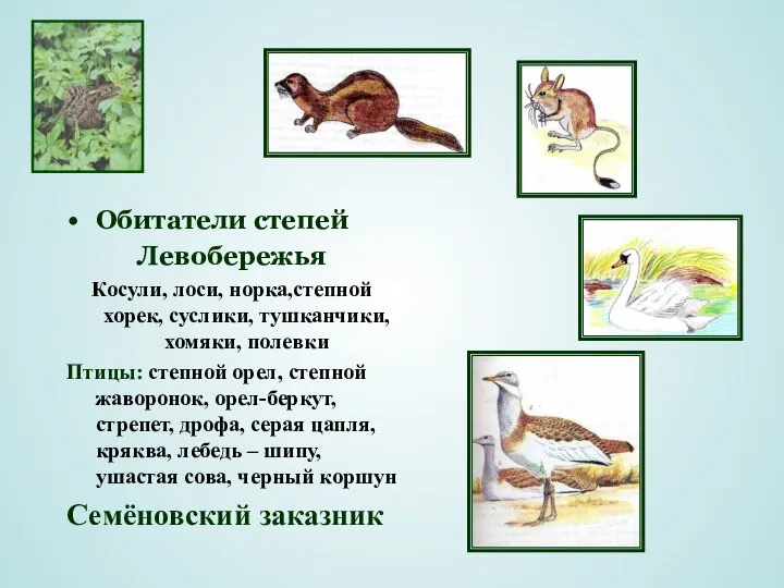 Обитатели степей Левобережья Косули, лоси, норка,степной хорек, суслики, тушканчики, хомяки, полевки Птицы: