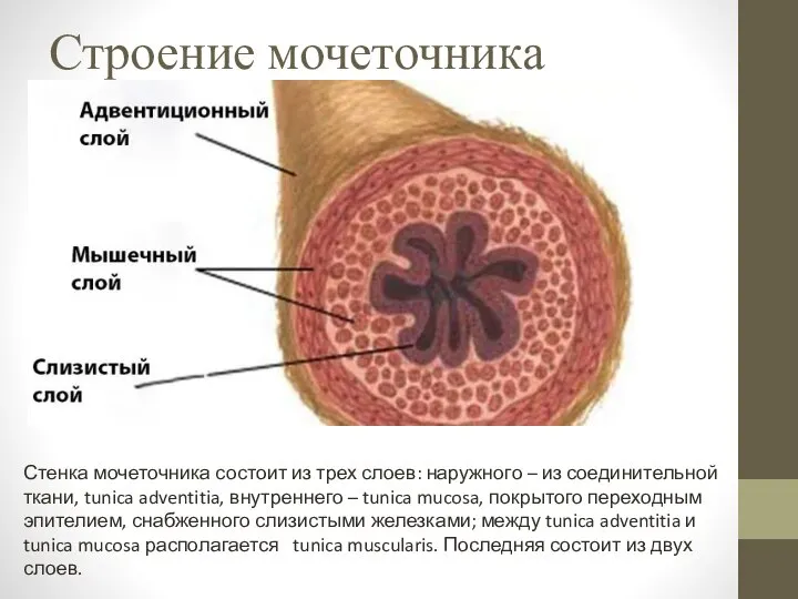 Строение мочеточника Стенка мочеточника состоит из трех слоев: наружного – из соединительной