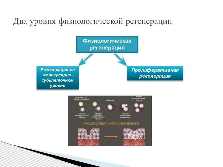 Два уровня физиологической регенерации Физиологическая регенерация Регенерация на молекулярно-субклеточном уровне Пролиферативная регенерация