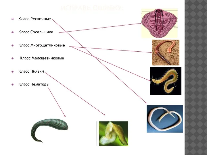 ИСПРАВЬ ОШИБКУ: Класс Ресничные Класс Сосальщики Класс Многощетинковые Класс Малощетинковые Класс Пиявки Класс Нематоды