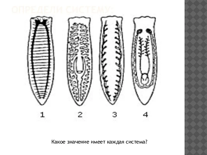 ОПРЕДЕЛИ СИСТЕМУ: Какое значение имеет каждая система?