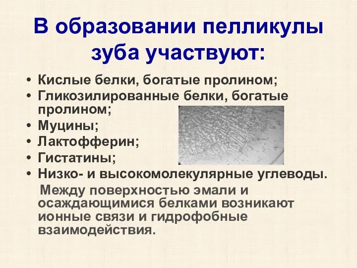 В образовании пелликулы зуба участвуют: Кислые белки, богатые пролином; Гликозилированные белки, богатые