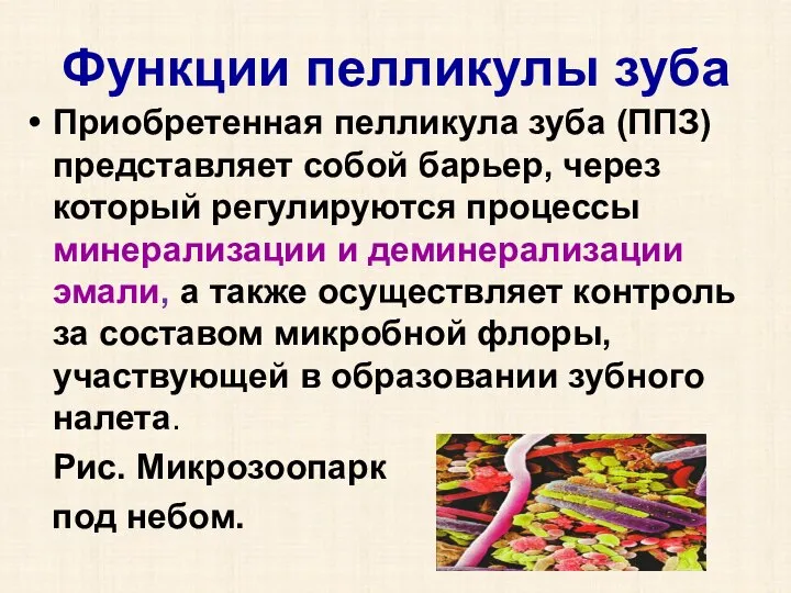 Функции пелликулы зуба Приобретенная пелликула зуба (ППЗ) представляет собой барьер, через который