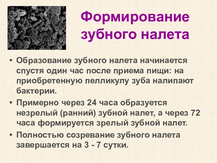 Формирование зубного налета Образование зубного налета начинается спустя один час после приема