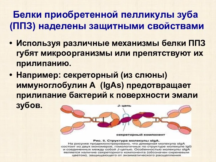 Белки приобретенной пелликулы зуба (ППЗ) наделены защитными свойствами Используя различные механизмы белки