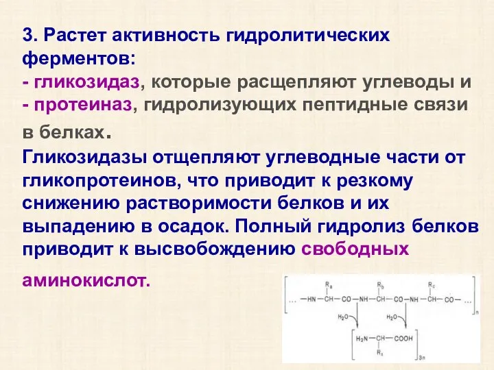 3. Растет активность гидролитических ферментов: - гликозидаз, которые расщепляют углеводы и -