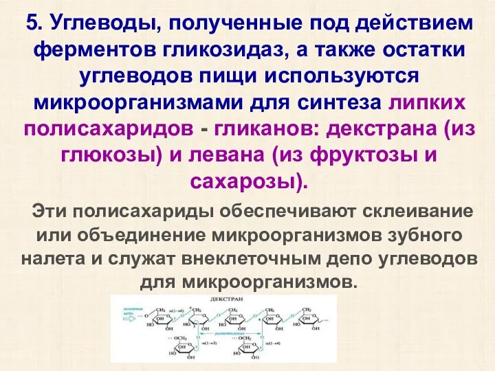 5. Углеводы, полученные под действием ферментов гликозидаз, а также остатки углеводов пищи