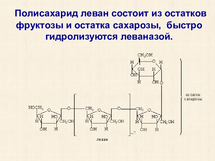 Полисахарид леван состоит из остатков фруктозы и остатка сахарозы, быстро гидролизуются леваназой.