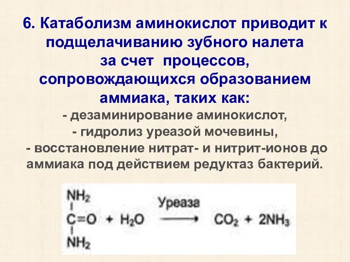 6. Катаболизм аминокислот приводит к подщелачиванию зубного налета за счет процессов, сопровождающихся