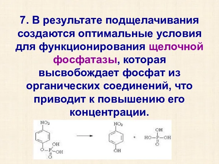 7. В результате подщелачивания создаются оптимальные условия для функционирования щелочной фосфатазы, которая