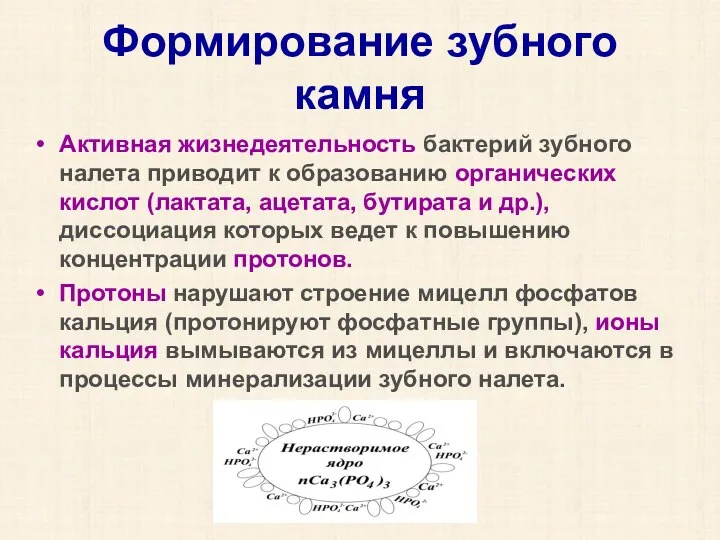 Формирование зубного камня Активная жизнедеятельность бактерий зубного налета приводит к образованию органических