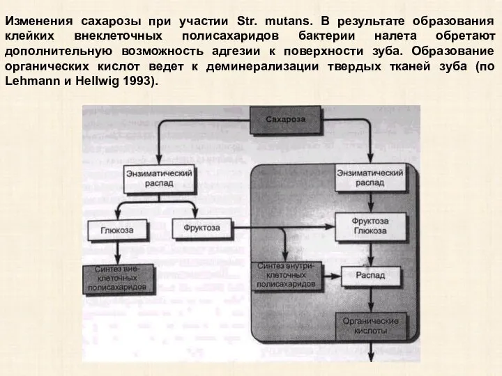 Изменения сахарозы при участии Str. mutans. В результате образования клейких внеклеточных полисахаридов