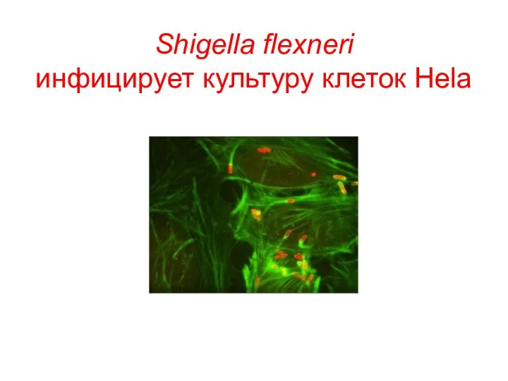 Shigella flexneri инфицирует культуру клеток Hela