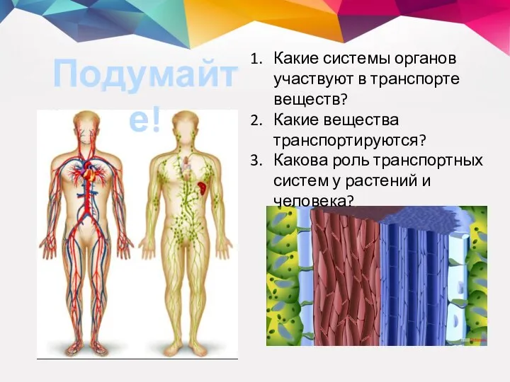 Какие системы органов участвуют в транспорте веществ? Какие вещества транспортируются? Какова роль