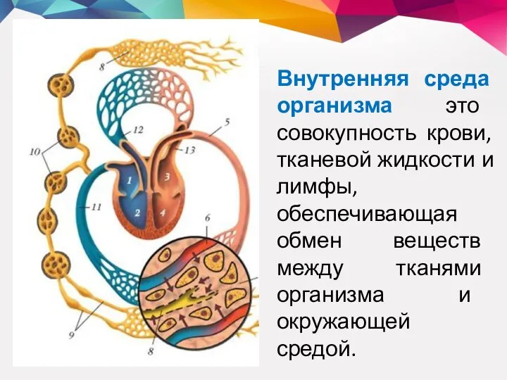 Внутренняя среда организма это совокупность крови, тканевой жидкости и лимфы, обеспечивающая обмен