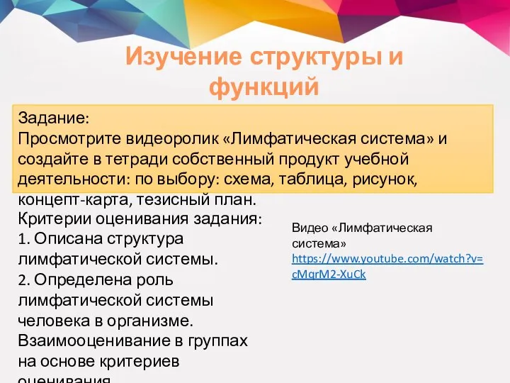 Изучение структуры и функций лимфатической системы Задание: Просмотрите видеоролик «Лимфатическая система» и