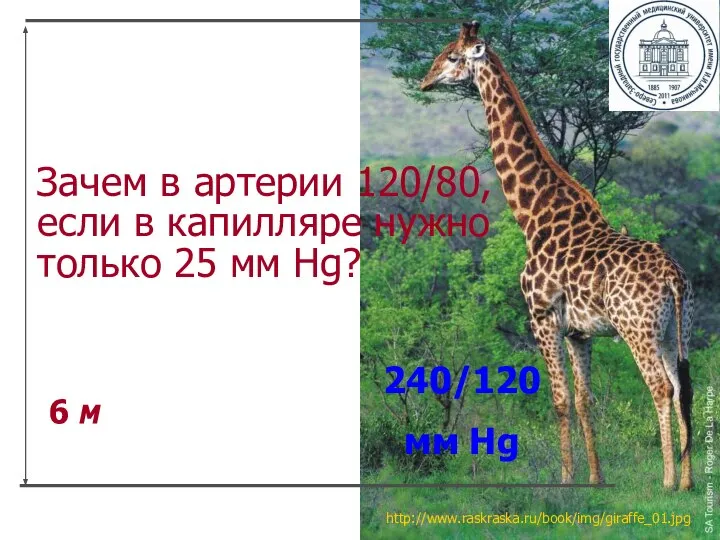 Зачем в артерии 120/80, если в капилляре нужно только 25 мм Hg?